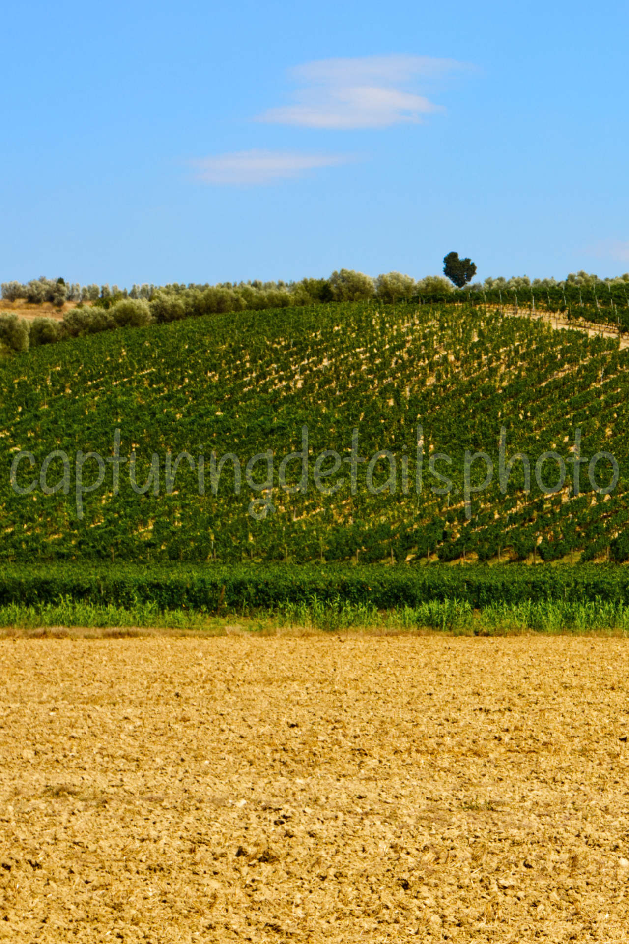Colline toscane